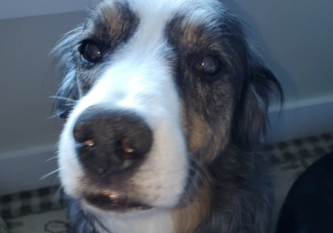 Jack Dog